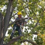 7 Incredible Benefits of Tree Trimming